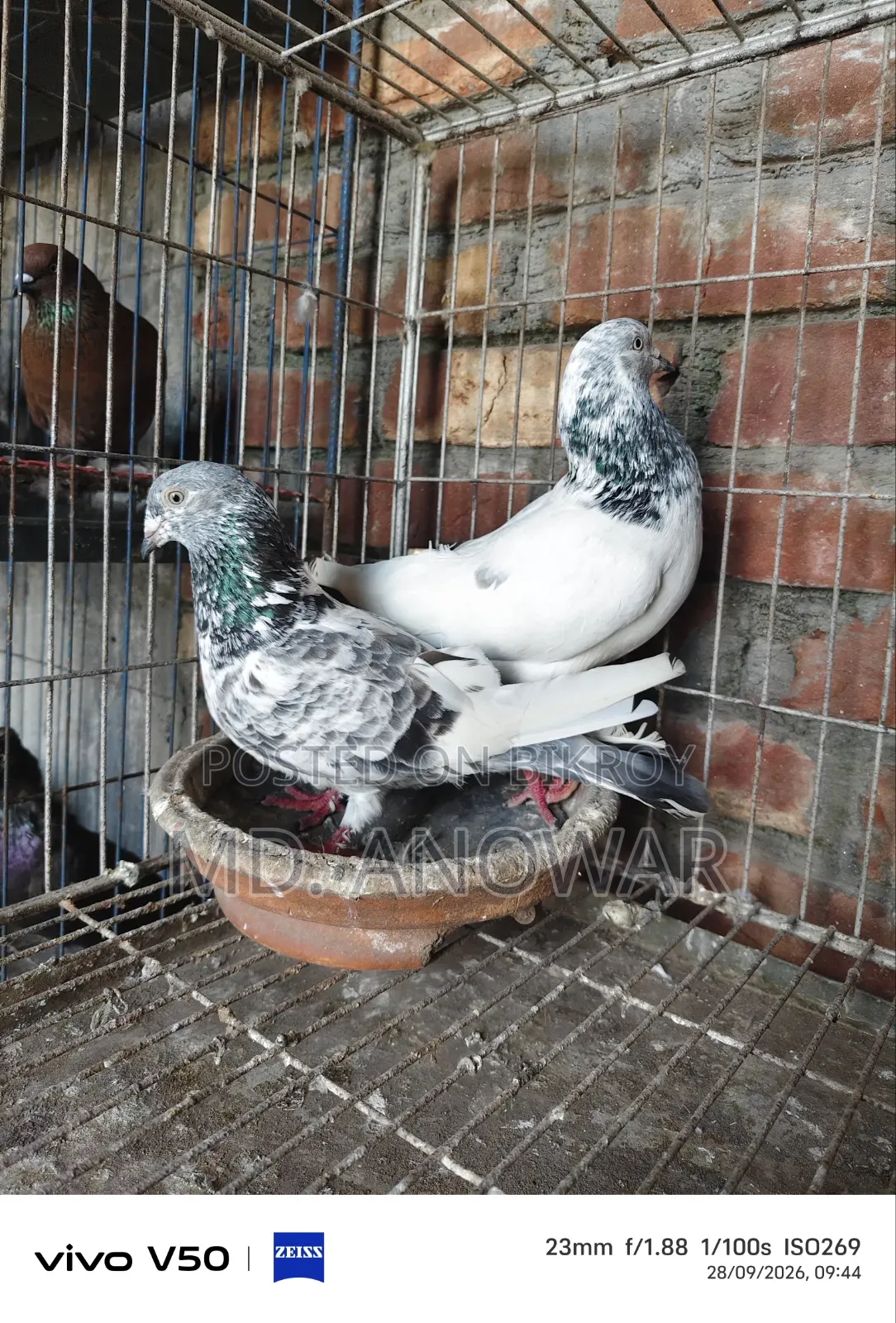 Different breeds of pigeons