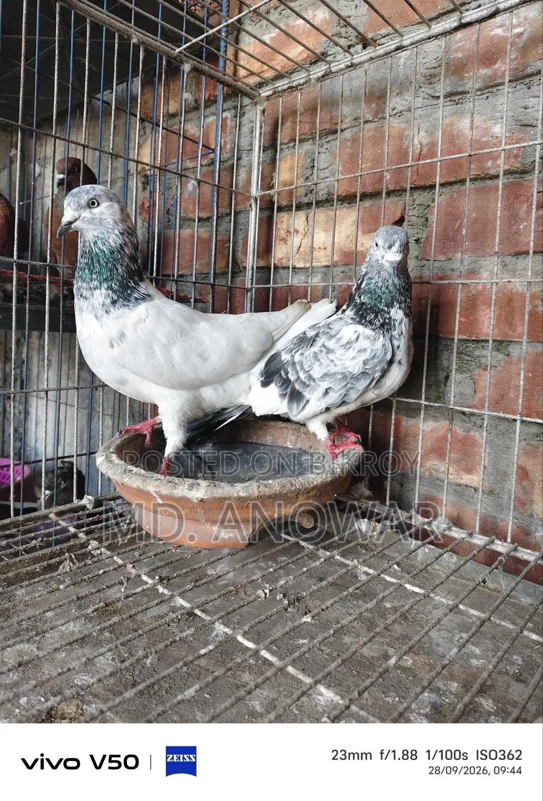 Different breeds of pigeons