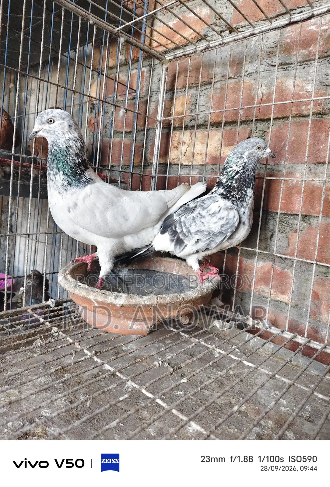 Different breeds of pigeons