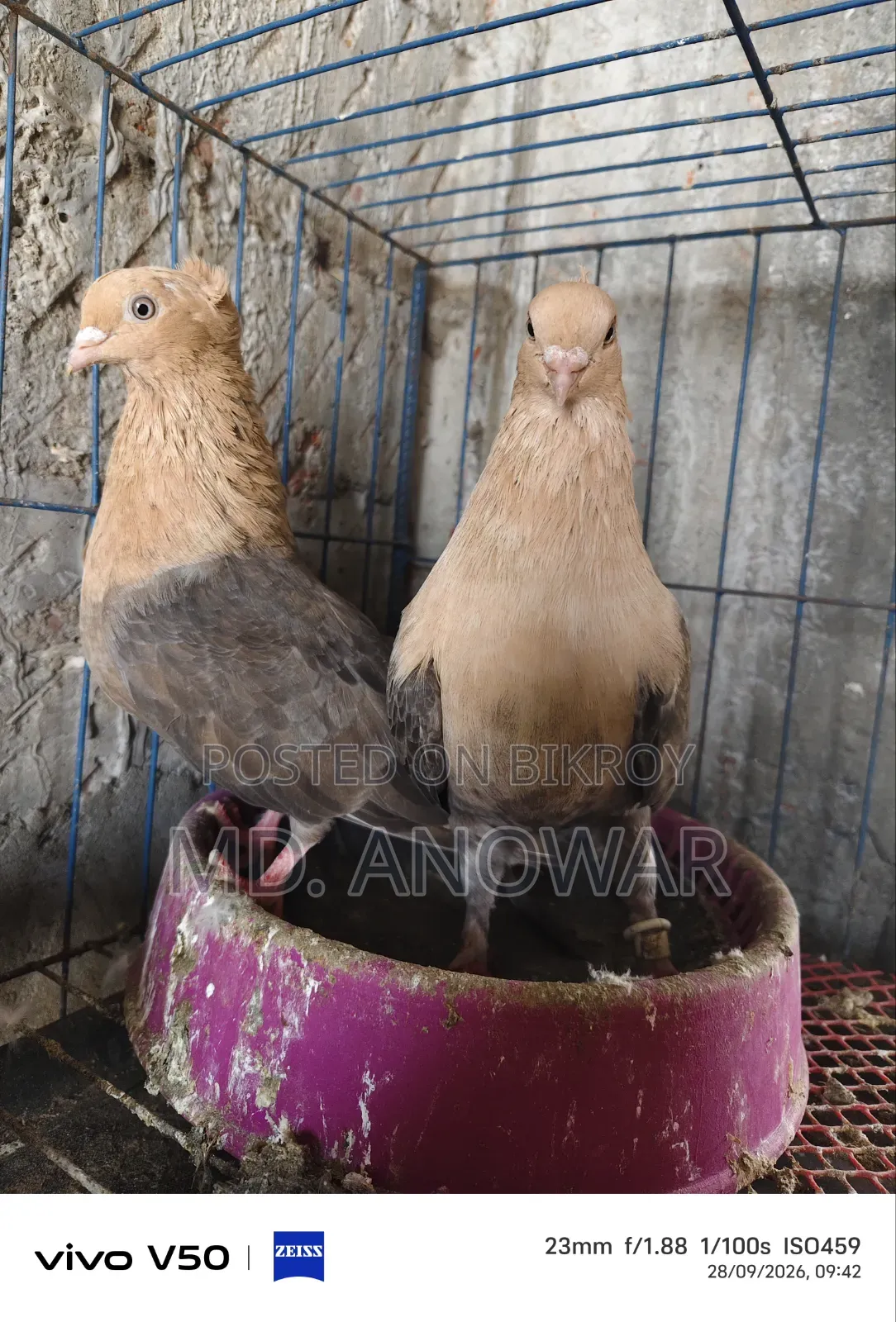 Different breeds of pigeons