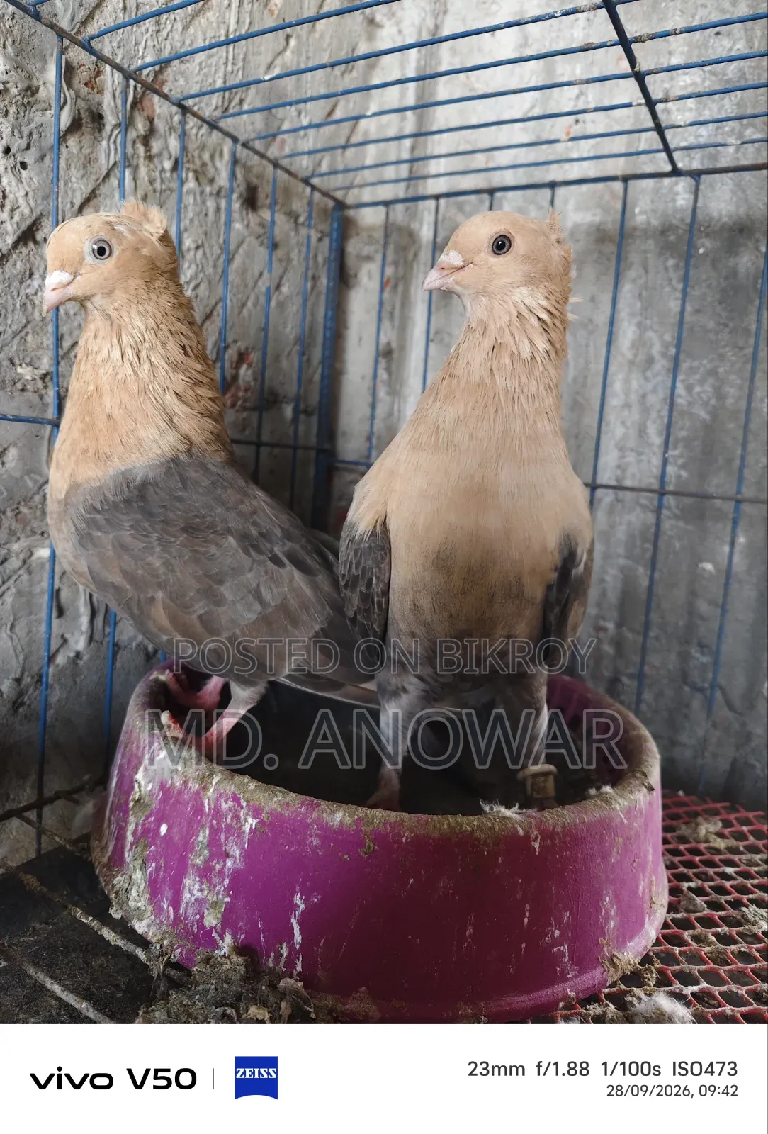 Different breeds of pigeons
