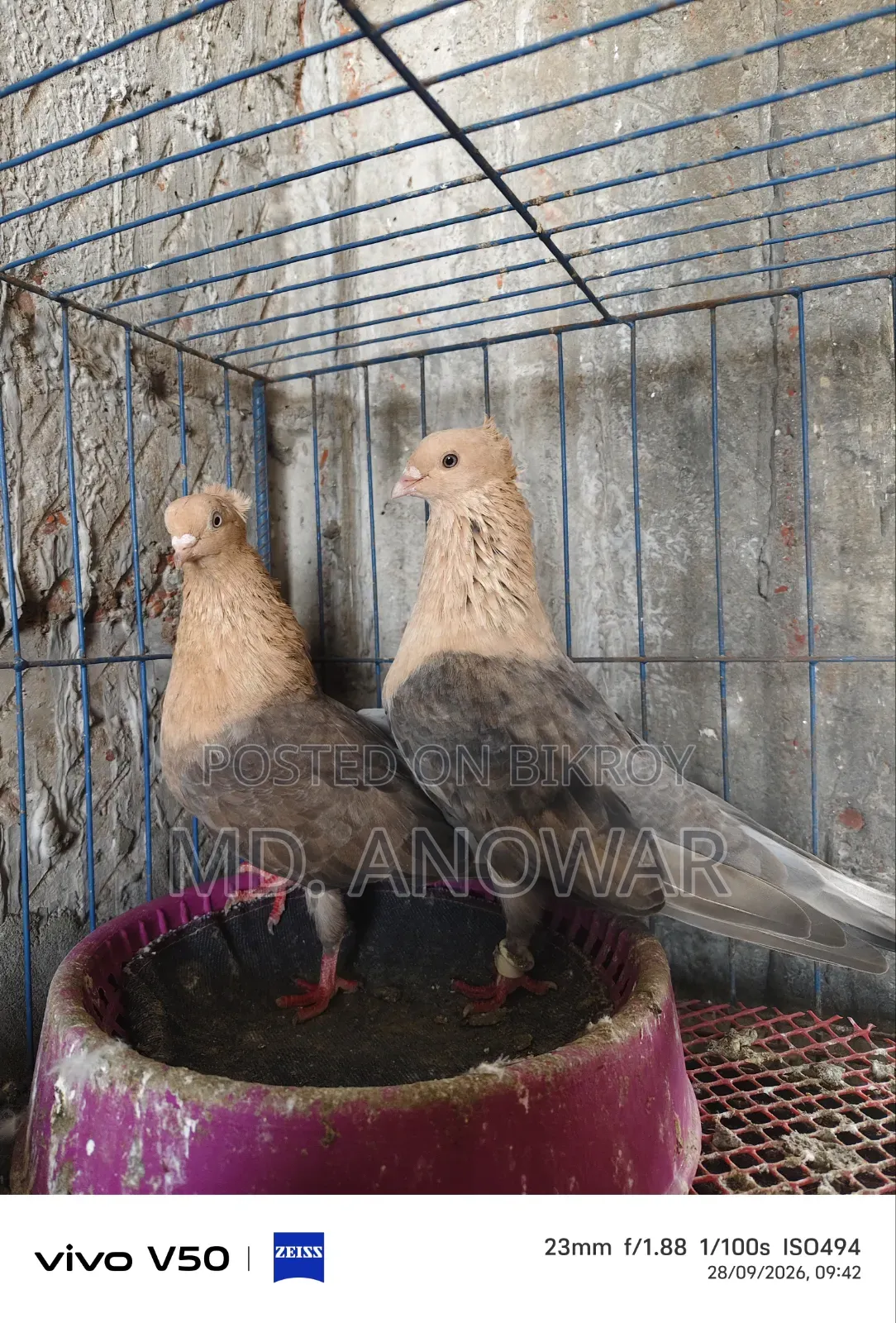 Different breeds of pigeons