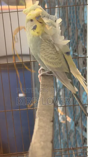 Cw Jp Budgerigar Male