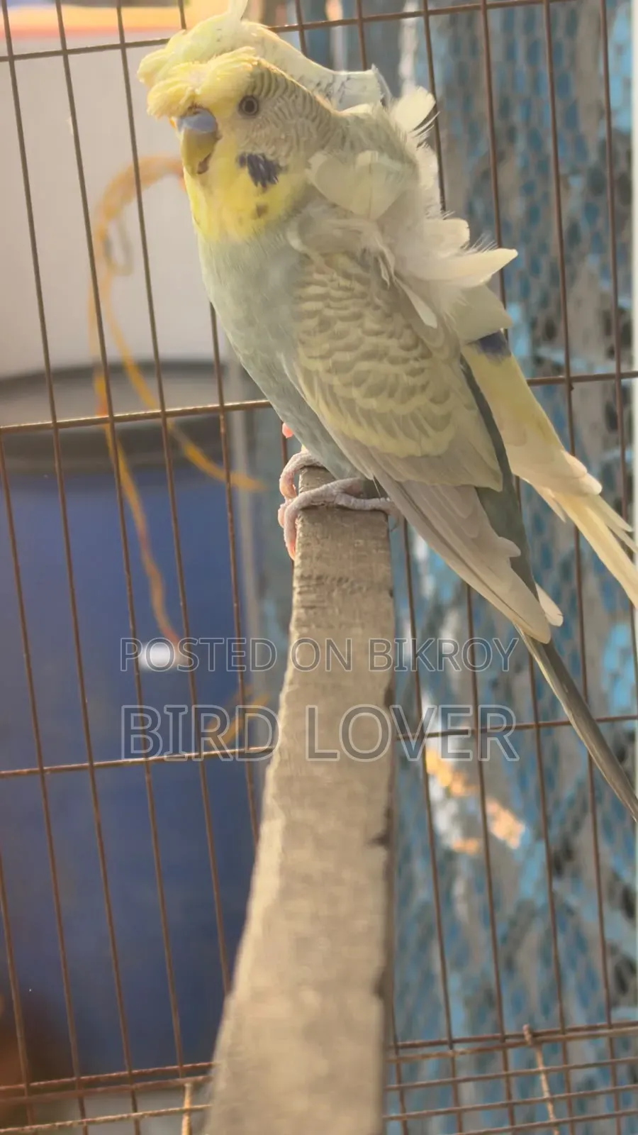 Cw Jp Budgerigar Male