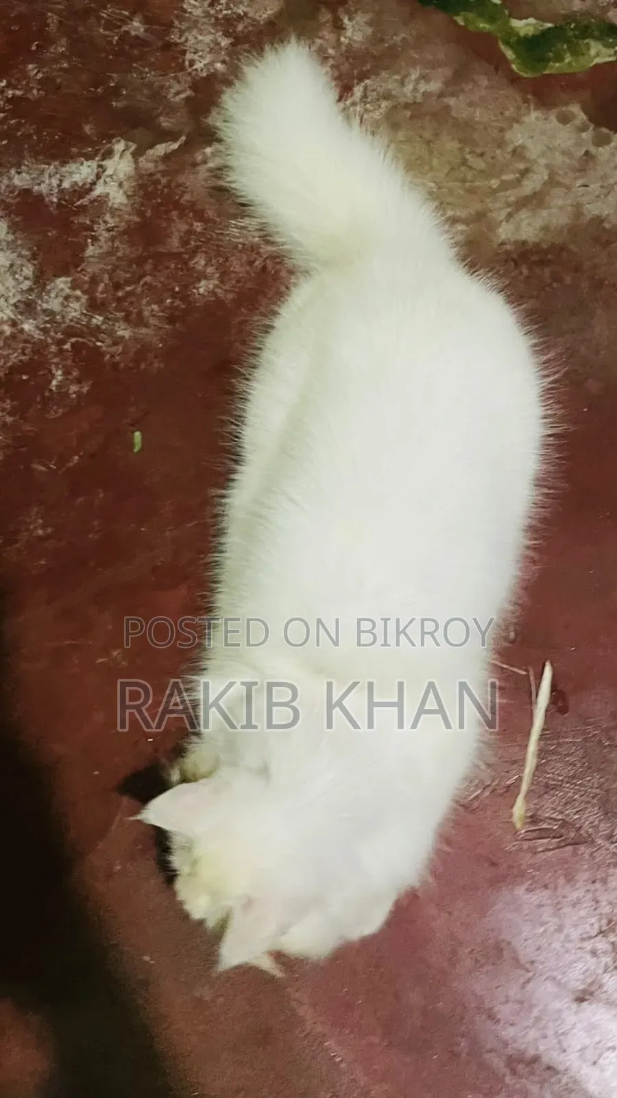 6-12 Months Female Purebred Persian Cat