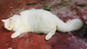 6-12 Months Female Purebred Persian Cat