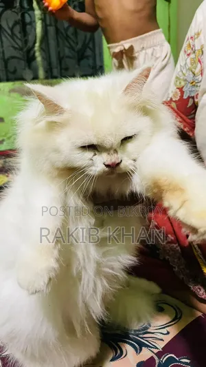 6-12 Months Female Purebred Persian Cat