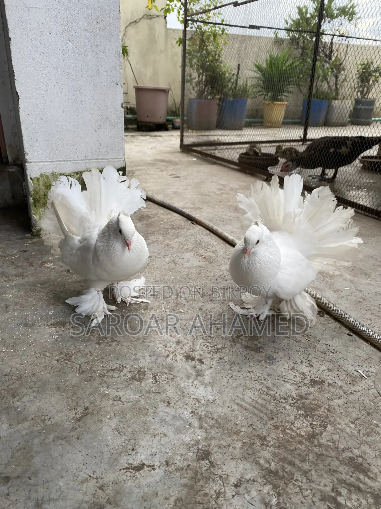 Two Adult Lokkha Male Pigeon Will Be Sold Urgently.