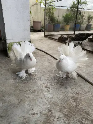 Two Adult Lokkha Male Pigeon Will Be Sold Urgently.
