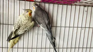 Cockatiel Birds