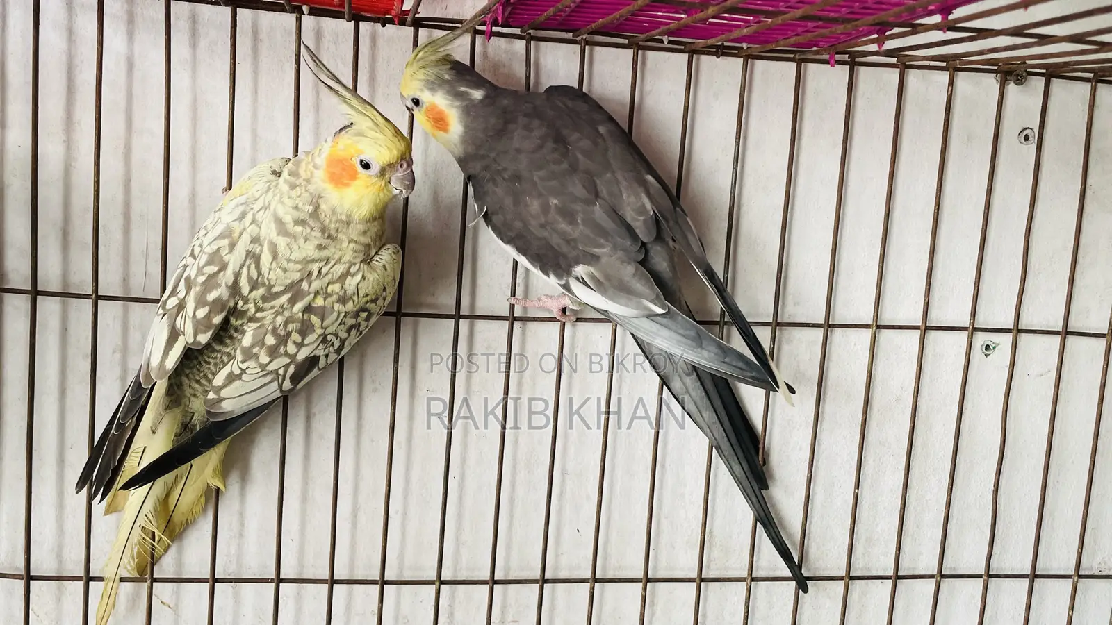 Cockatiel Birds