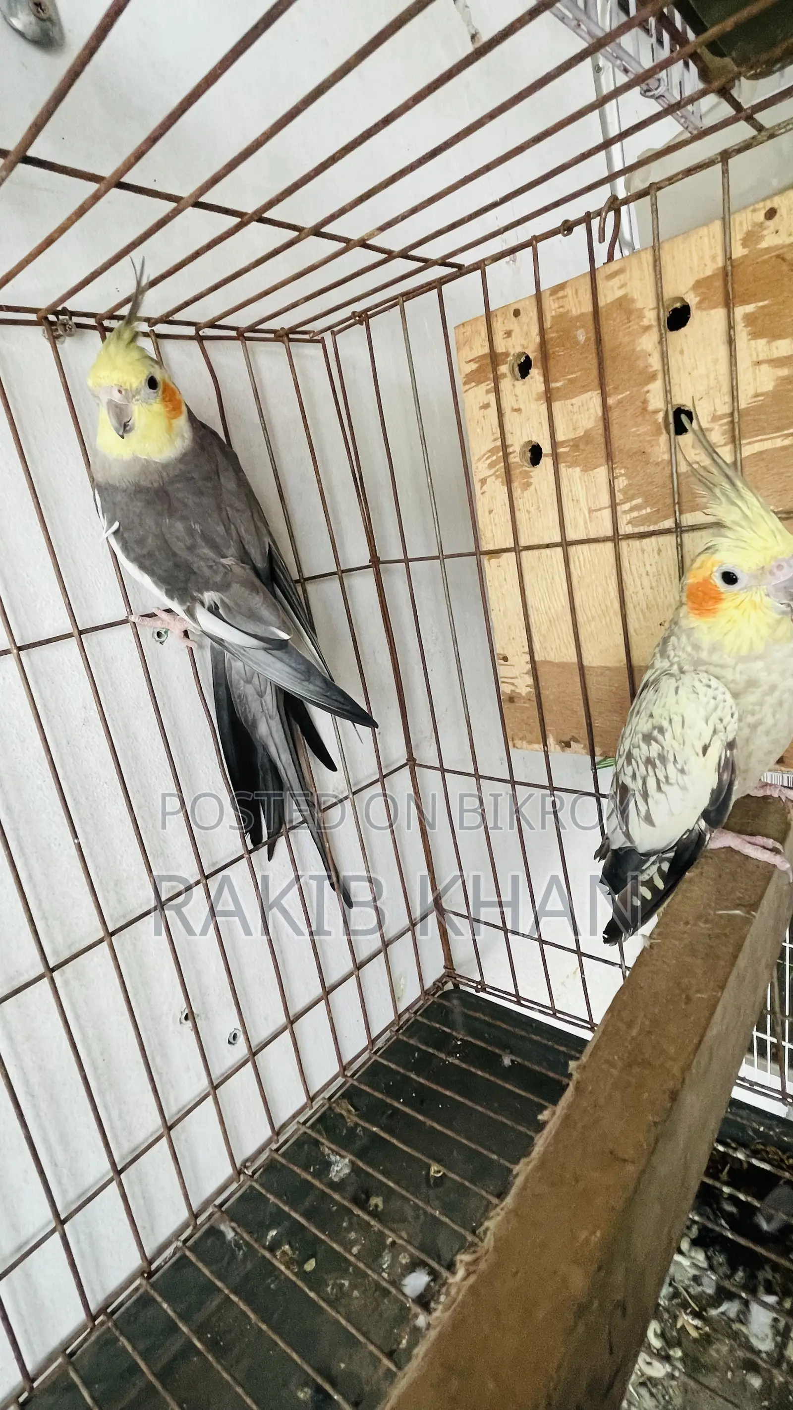 Cockatiel Birds