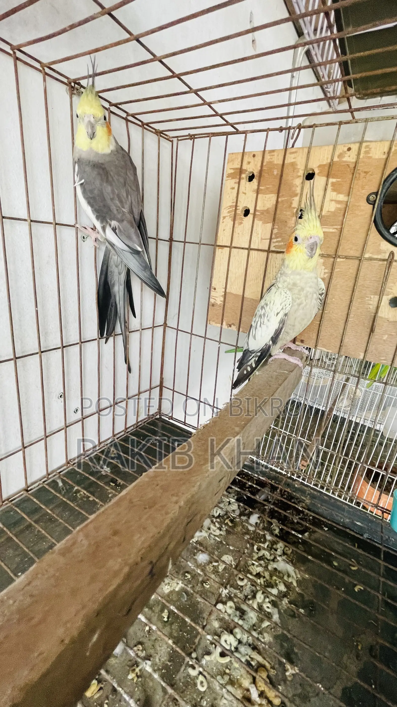 Cockatiel Birds