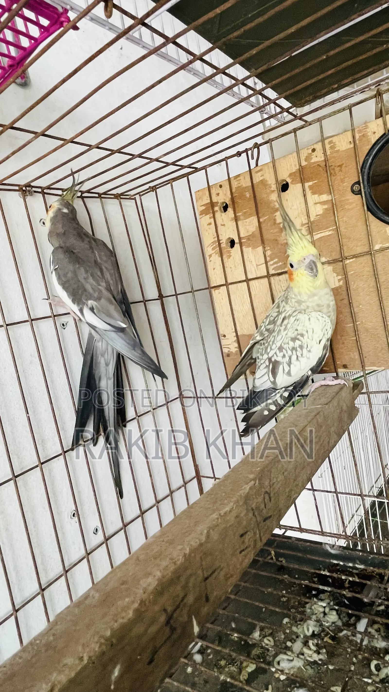 Cockatiel Birds