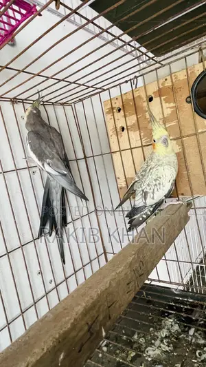 Cockatiel Birds