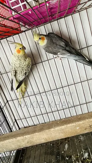 Cockatiel Birds