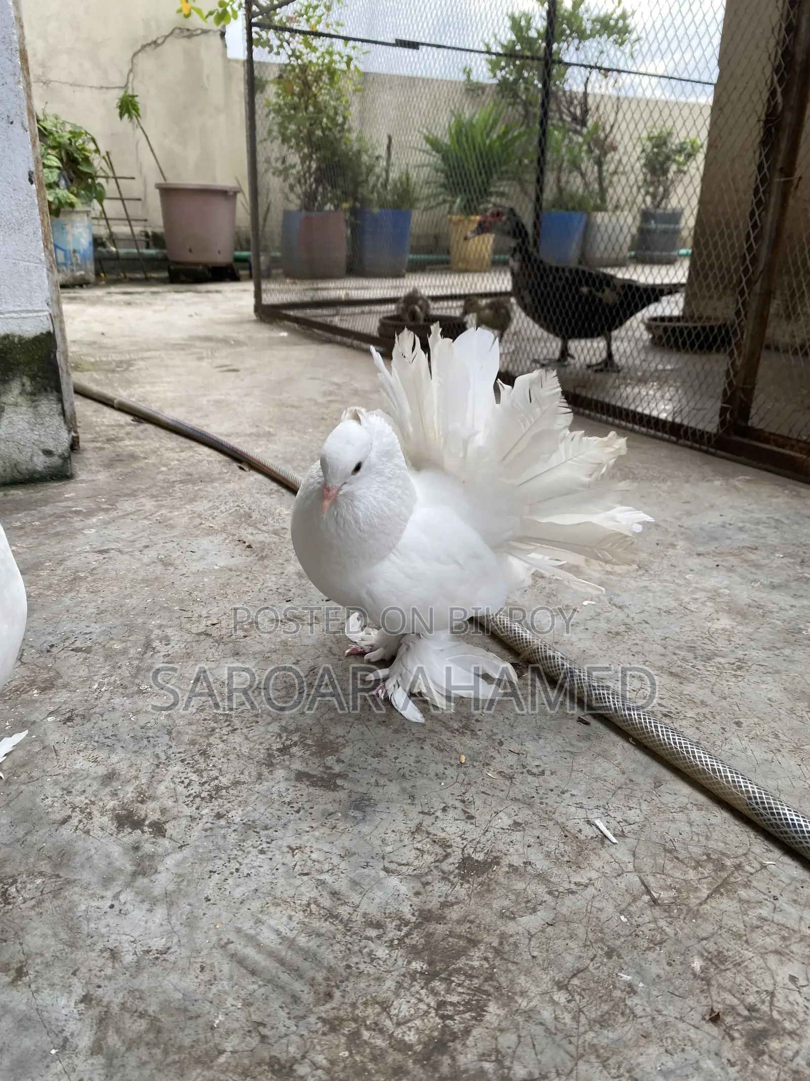 Two Adult Lokkha Male Pigeon Will Be Sold Urgently.