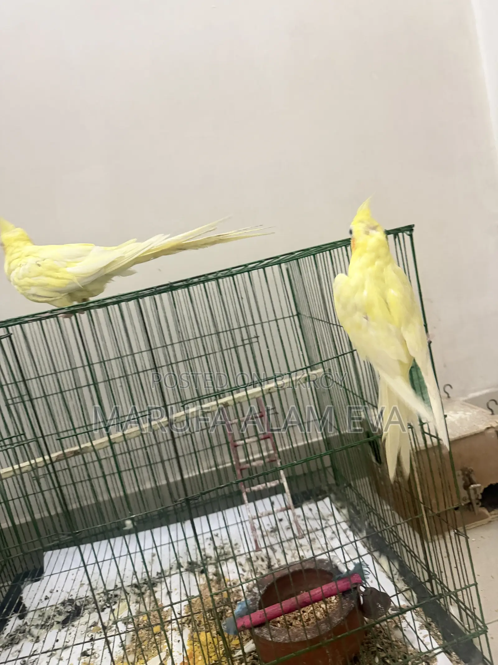 Cockatiel Birds Pearl Adult With Case (Fixed Price)