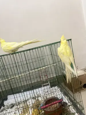 Cockatiel Birds Pearl Adult With Case (Fixed Price)