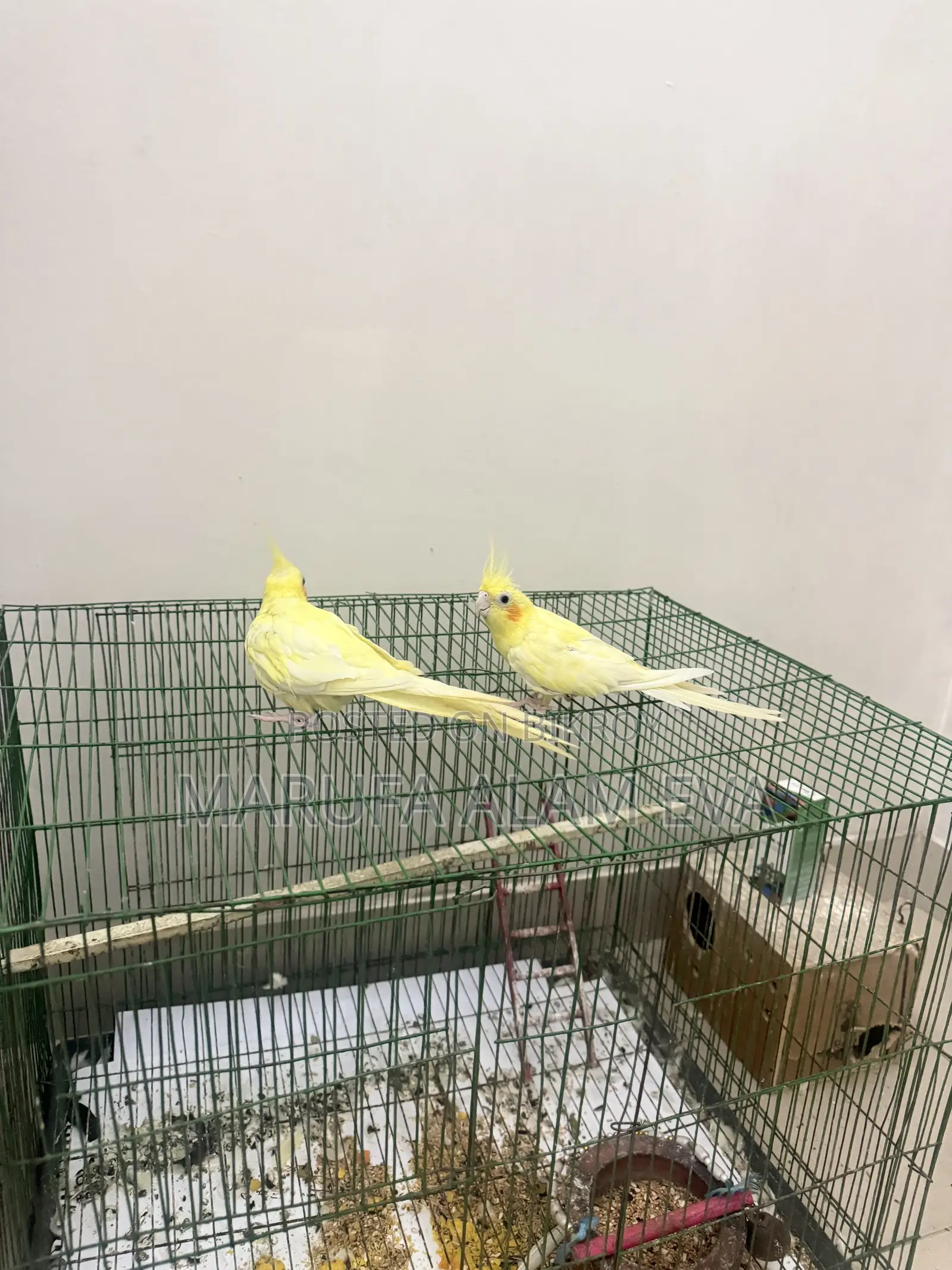 Cockatiel Birds Pearl Adult With Case (Fixed Price)
