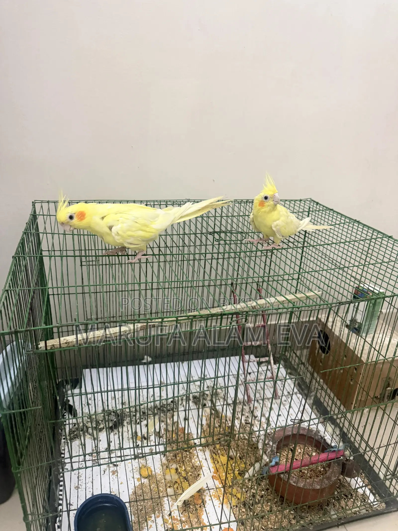 Cockatiel Birds Pearl Adult With Case (Fixed Price)