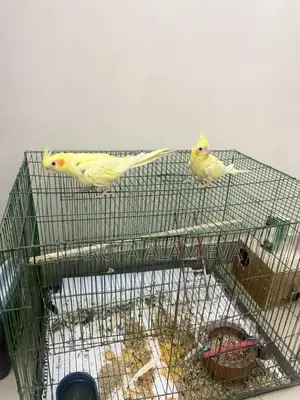 Cockatiel Birds Pearl Adult With Case (Fixed Price)
