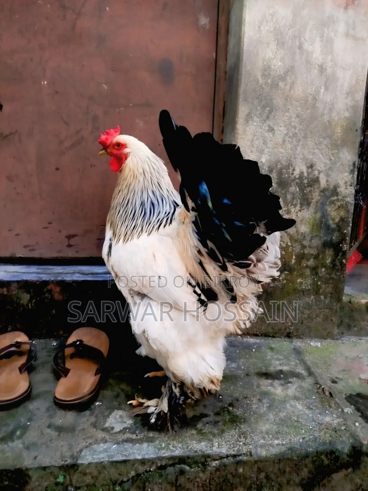 কলম্বিয়া লাইট মেল