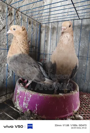চোয়াচন্দন কবুতর
