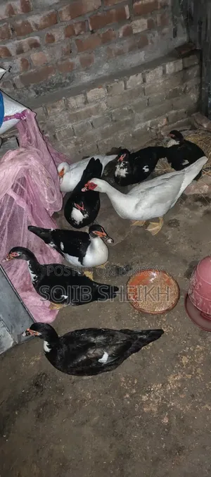 চিনা হাঁসের বাচ্চা