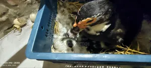 Muscovy Ducklings