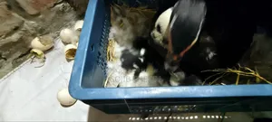 Muscovy Ducklings