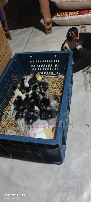 Muscovy Ducklings