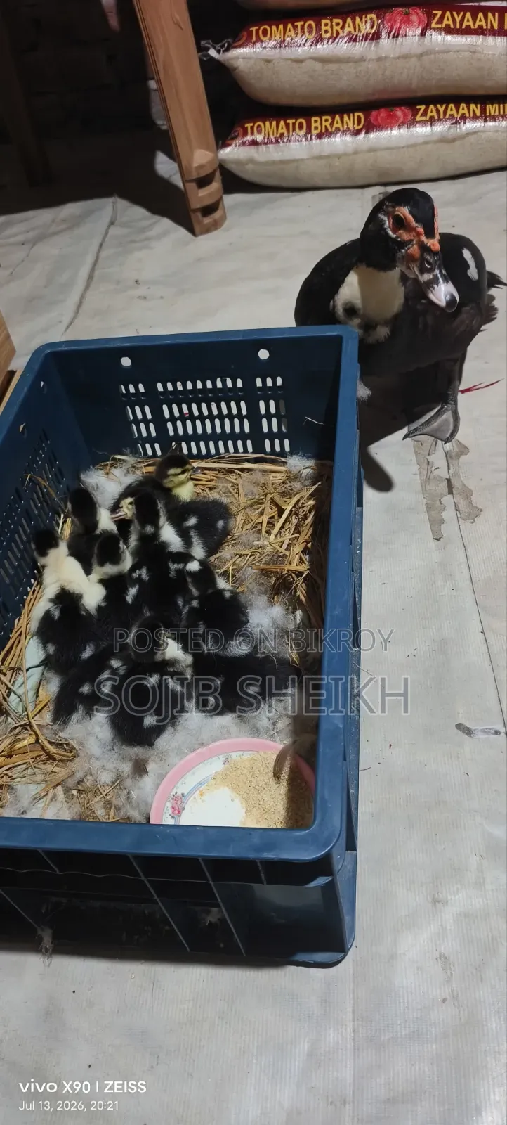 Muscovy Ducklings