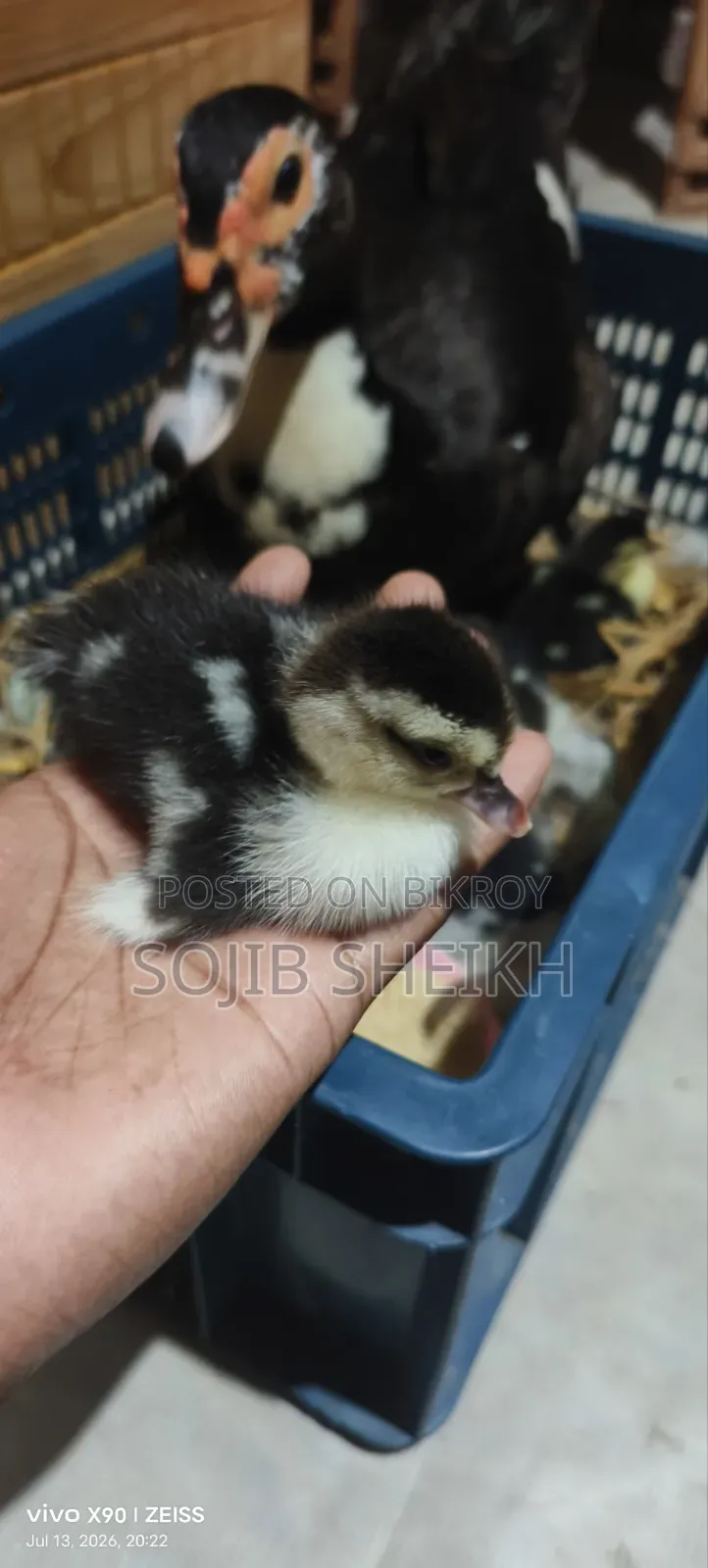 Muscovy Ducklings