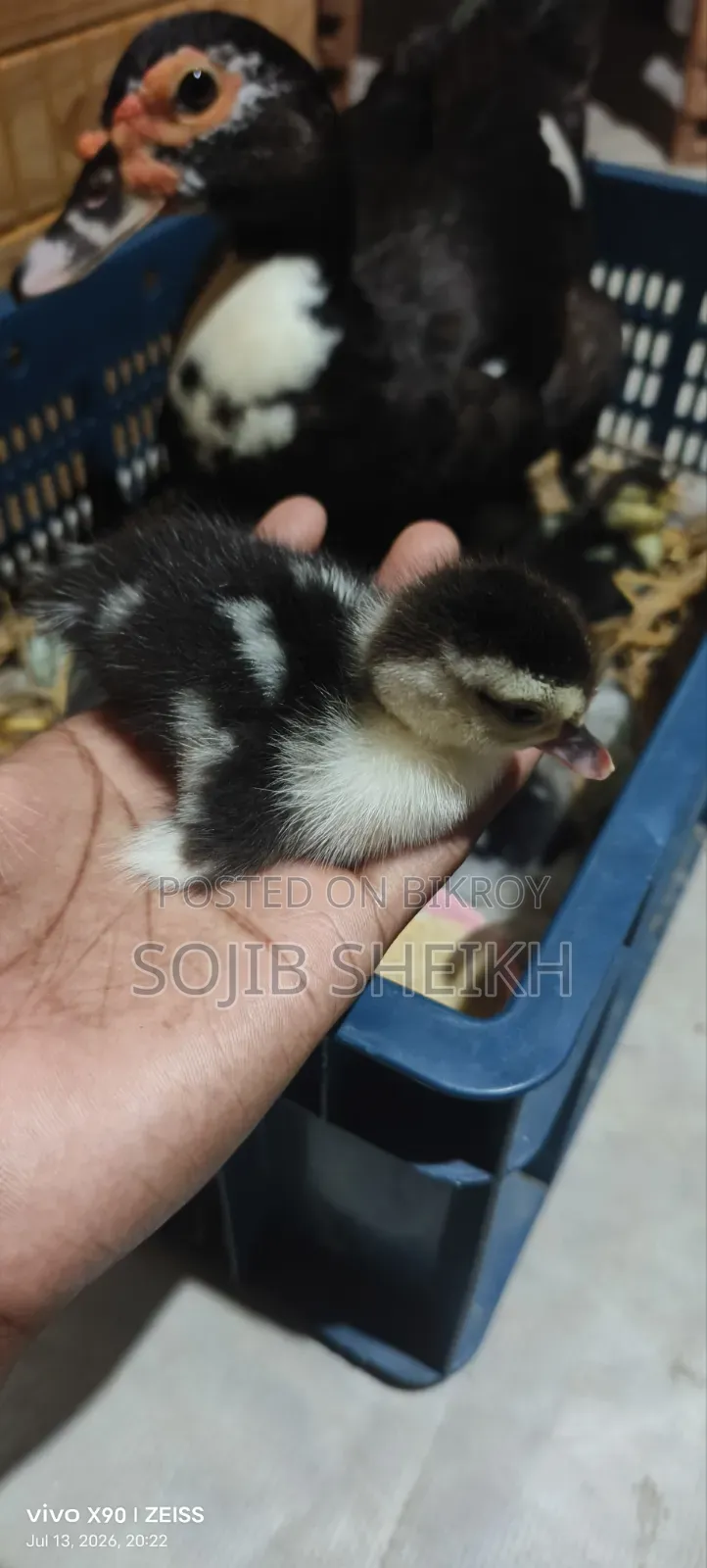 Muscovy Ducklings