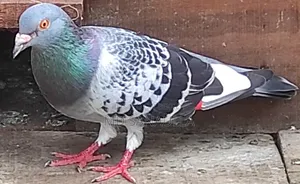 Racer Pigeon
