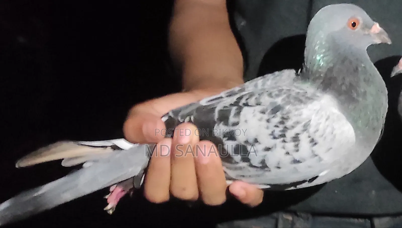 Racer Pigeon