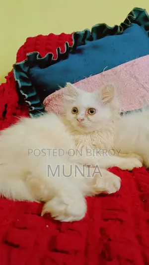 1-3 months Male Purebred Persian