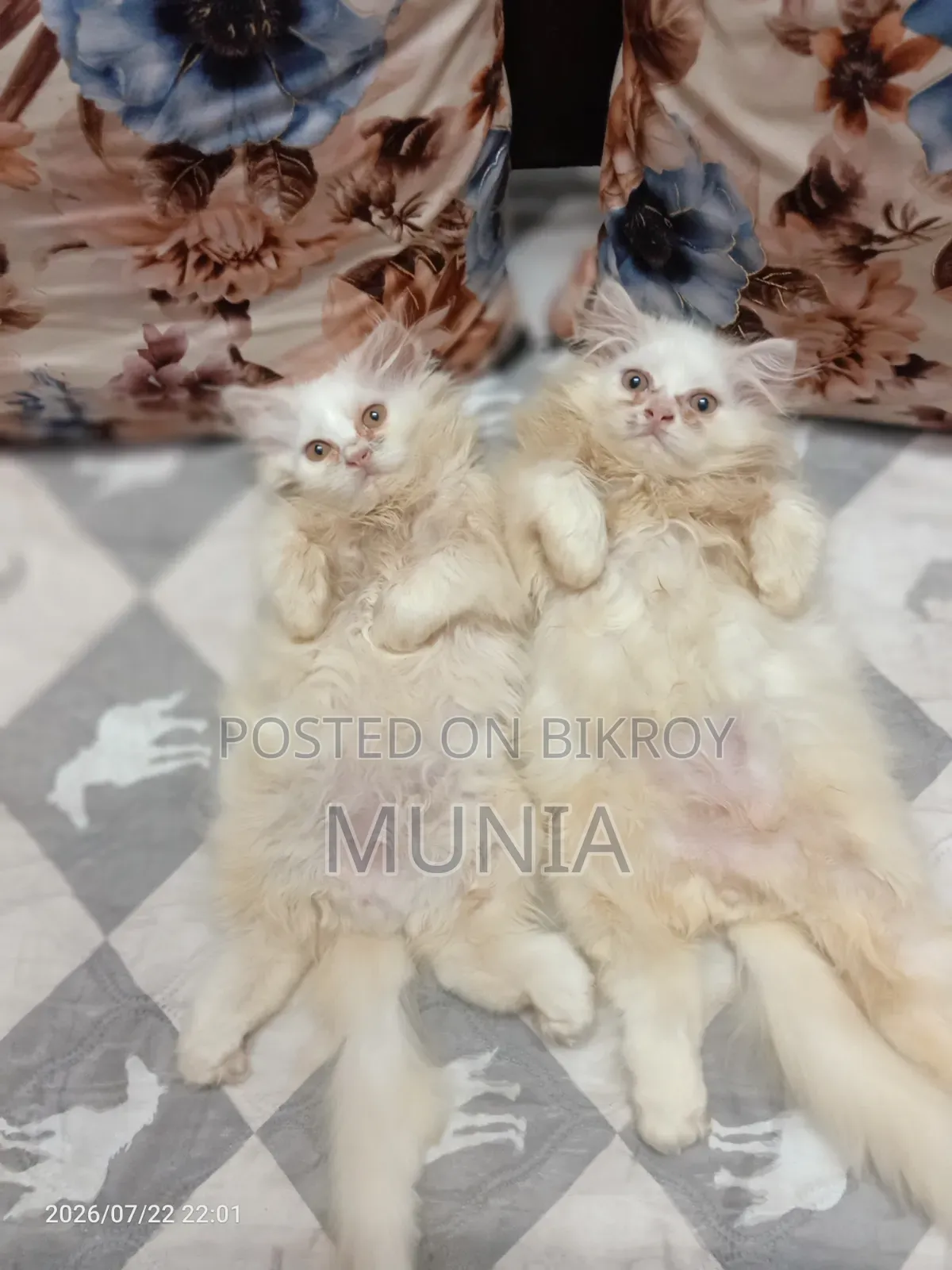1-3 months Male Purebred Persian