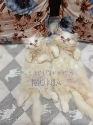 1-3 months Male Purebred Persian