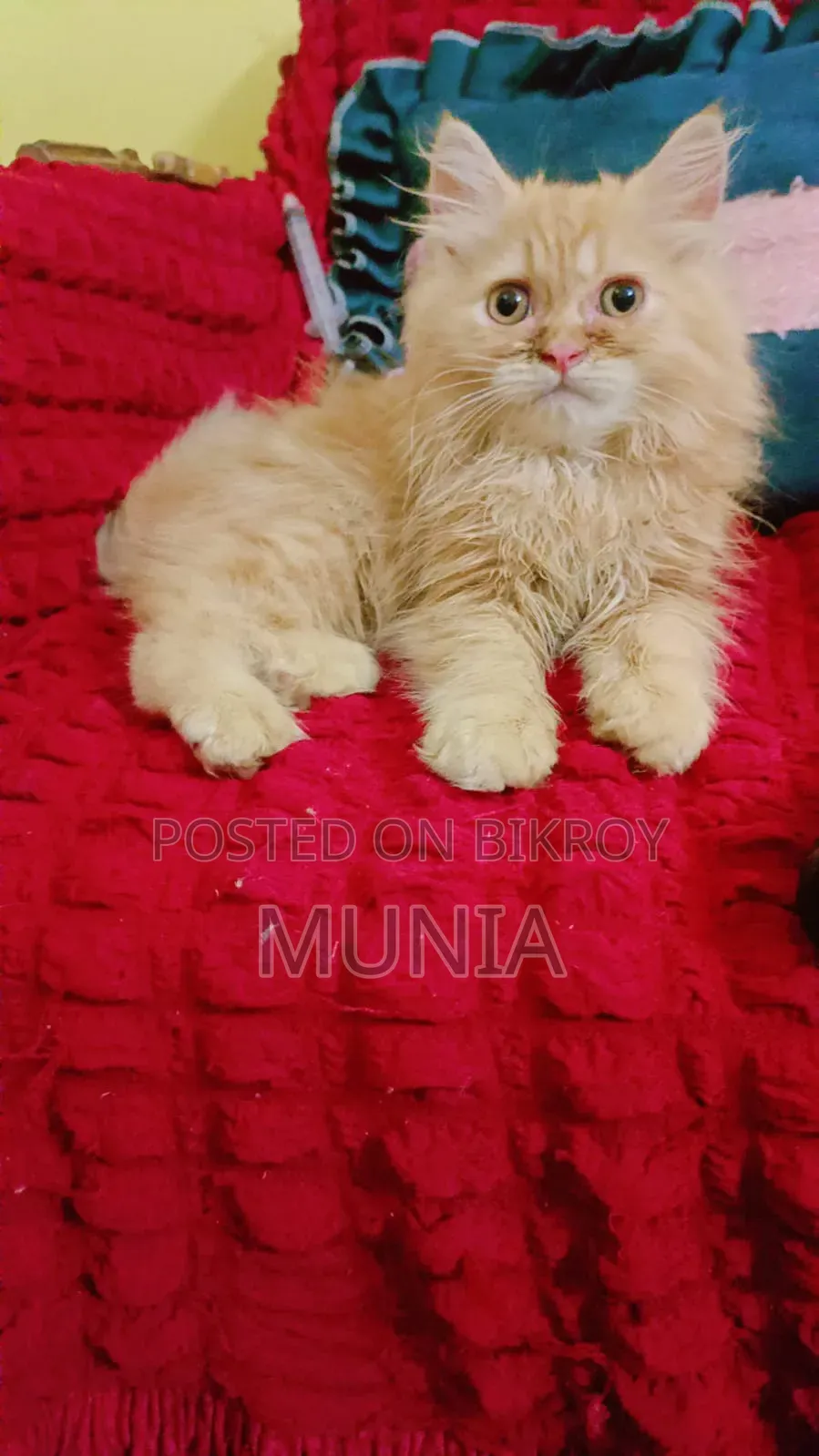 1-3 months Male Purebred Persian