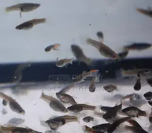 Feeder Guppy