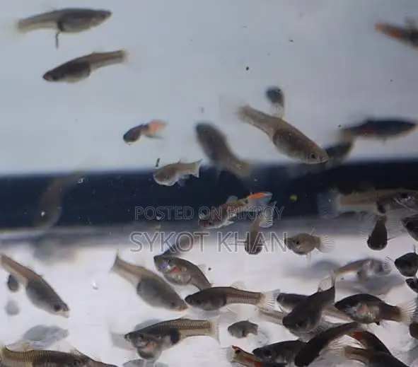 Feeder Guppy