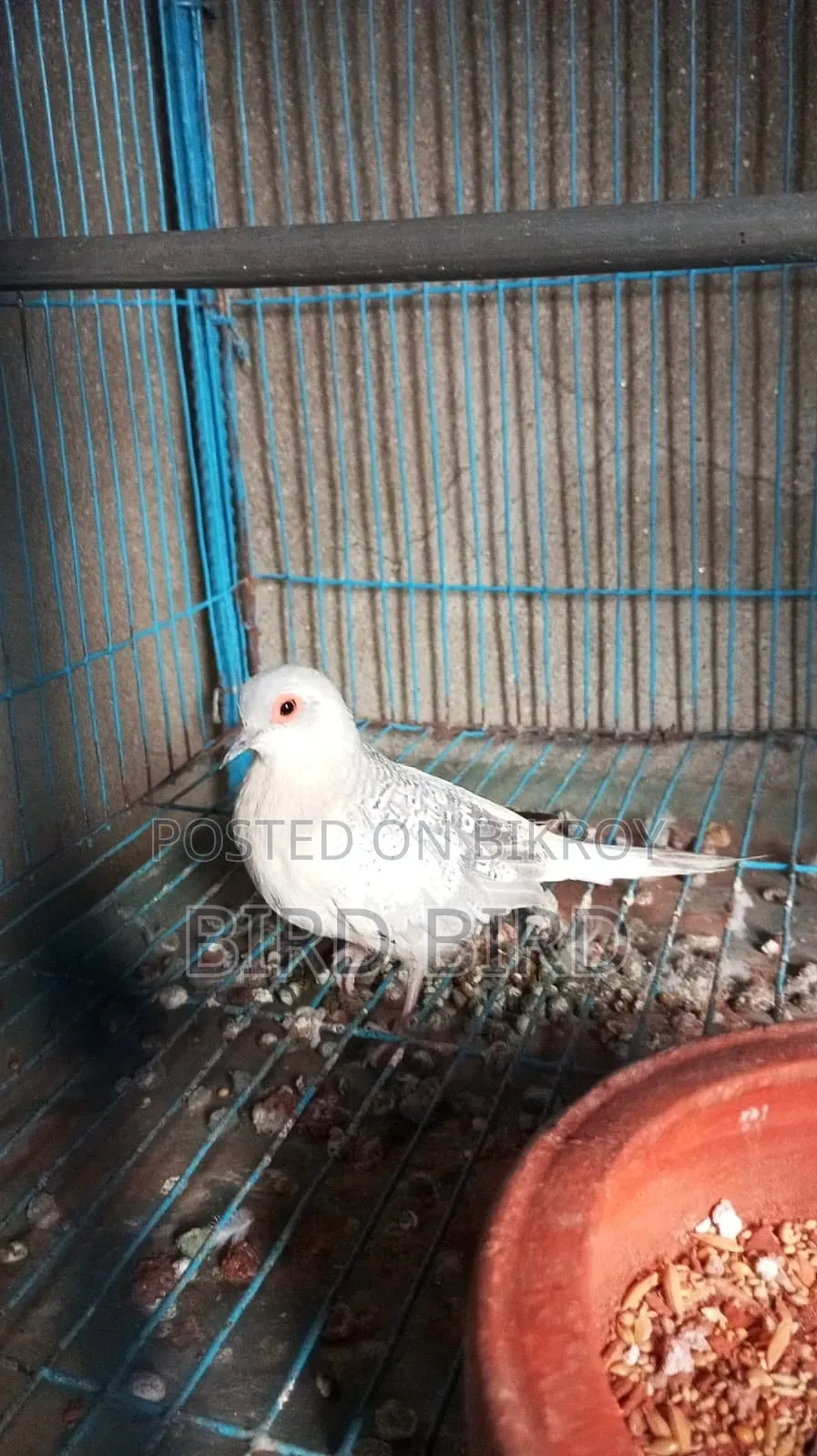 Diamond Dove