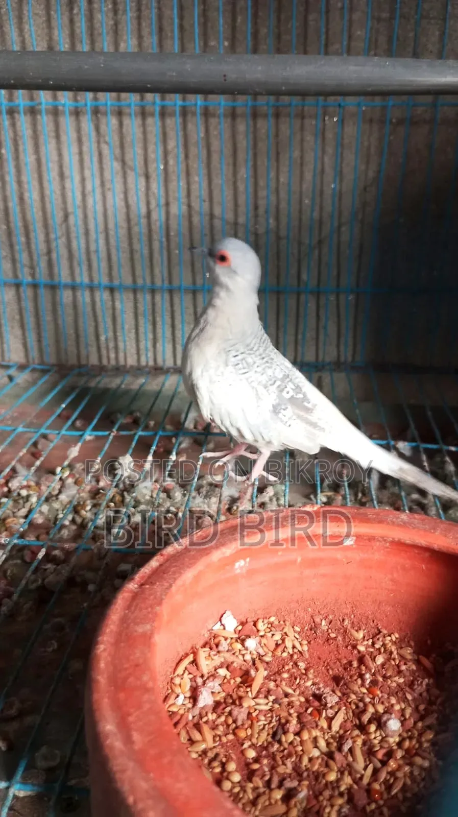 Diamond Dove