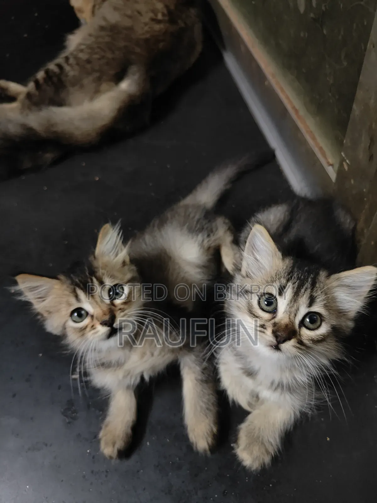 ১-৩ মাসের ফিমেল মিক্সড ব্রিড পার্সিয়ান