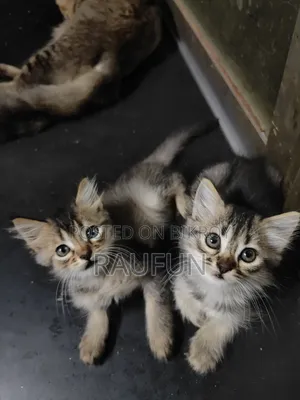 ১-৩ মাসের ফিমেল মিক্সড ব্রিড পার্সিয়ান
