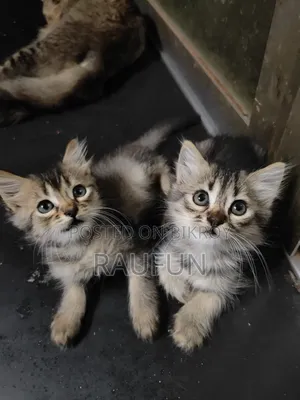 ১-৩ মাসের ফিমেল মিক্সড ব্রিড পার্সিয়ান