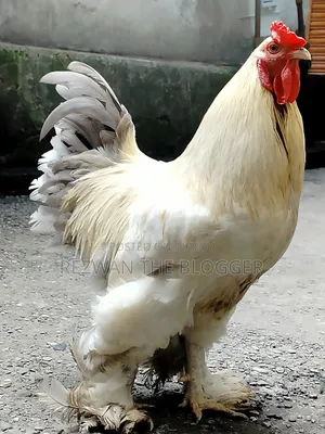 American Light Brahma