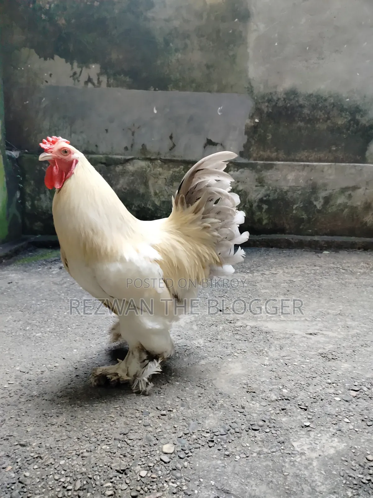 American Light Brahma